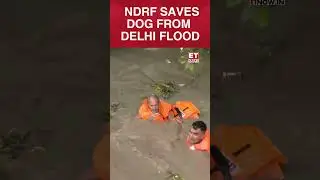Heartwarming Rescue! NDRF Saves Dog From Delhi Flood Fury | #etnow #delhifloods #shorts