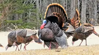 The Wild Turkey Flock: Tom and his Wingman (Goose) are teaching a Jake about hens