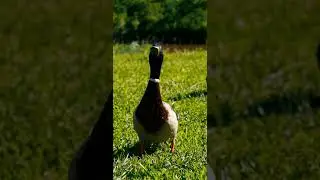 Feathered Elegance: Duck Flapping Wings 🦆💨