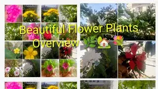 Beautiful Flower Plants Overview Part -4🌿💐 ll 🌿 12 january 2026🌿 ll 🌿 Flower Plants 🌿🌷