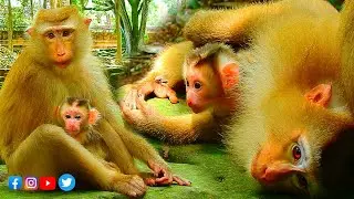 Brave Mother Monkey, Weak After Giving Birth, Still Nurture Active Newborn