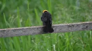 Yellow headed blackbird (Murray Marsh)