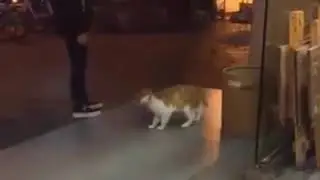 Cat performing moonwalk on 