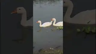 lovely swan pair swimming river water #swan #pets #petlover #duck #instapets #petlovers #petslife