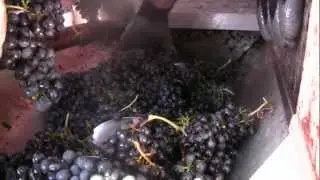 Martin Ranch Winery Harvest