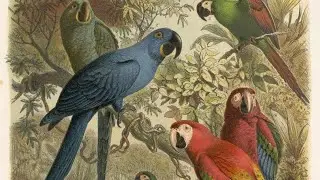 Cohabiter avec le vivant : peut-on &eacute;viter la 6e extinction ? | D&eacute;bats au c&oelig;ur de la science