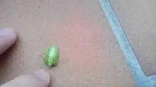 Green Stinky Bug (or green shield bug)