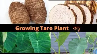 How to Grow Taro Plants  | Colocasia |   Muki  | Kochu | কচু |