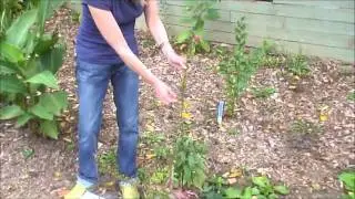 Collecting Lobelia seeds