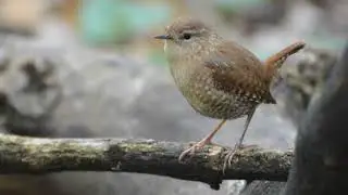 Sounds Of Nature - Winter Wren - Bird Sounds