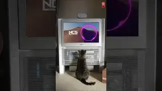Drum and based cat #music#copyrightfree #dnb #ncs