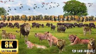 4K African Animals：   Wild Ones   Scenic Wildlife Film With African Music