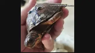 Donate old bras to save turtles