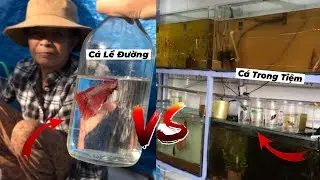 Sự khác biệt giữa Cá Lề Đường và Cá Trong Tiệm