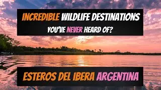 Incredible Wildlife Destinations - You've Never Heard Of?  Esteros Del Ibera Argentina!