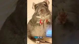 Самое мягкое в мире животное с мягким мехом: шиншилла&hearts;️😍