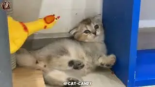 The kitten meets the plastic rooster for the first time 😱😹