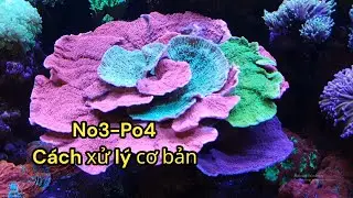 Xử lý cơ bản no3-po4 hồ cá biển #10