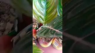 Rotundum Aceh & Red Vein  #aglaonema #aglonema #aroids