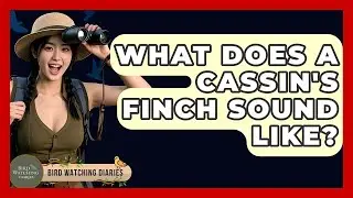 What Does A Cassin's Finch Sound Like? - Bird Watching Diaries
