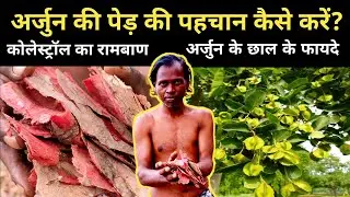 अर्जुन की पेड़ की पहचान और इसके छाल के उपयोग