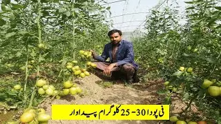 Growing Tomato in Tunnel Farming [25-30 KG per Plant Production] Tomato Farming Tips | Episode # 03