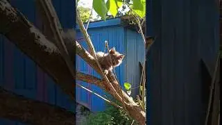 Игривые котейки
