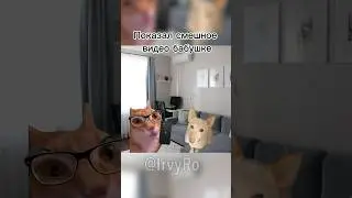 Показал бабушке смешное видео #topmemes #catmemes #cat #мем #мемас #кот #котики #irvyro