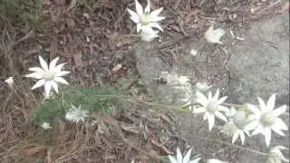 Flannel Flowers, Dangar Island, NSW, Australia