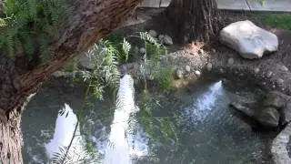 Testing my new Canon HF200 HD Camcorder