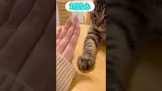 Owner's nails vs. cat's claws #cats #short #cat #cat