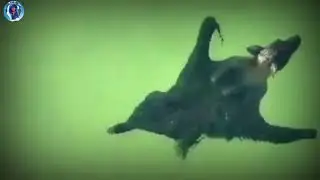 Can BAT SWIM? - These Videos will show you!