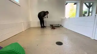 Honey Training Session 