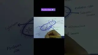 Paramecium ✨️ #shorts #education #biology #satisfying #fyp
