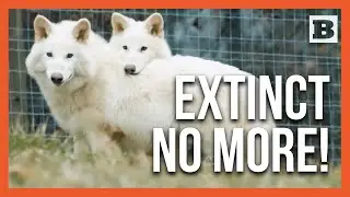 A Howl Heard Across History: Dire Wolves Revived Through Science