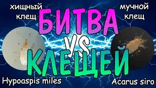 БИТВА КЛЕЩЕЙ. ХИЩНЫЙ VS МУЧНОЙ. Hypoaspis miles VS Acarus siro