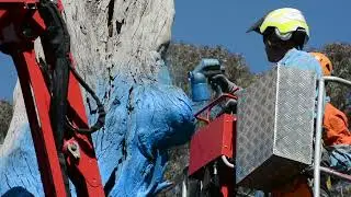 Orange's first blue tree painted
