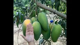 PARAAN NG PAGTATANIM AT PAG-AALAGA NG CATIMON MANGO SEEDLINGS