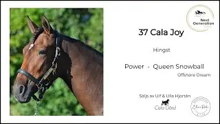 37 Cala Joy | Power - Queen Snowball | Next Generation Sale 2023