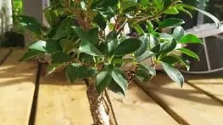Bonsa&iuml; Ficus