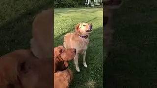 My dogs catching food in slow-motion, Best one yet!