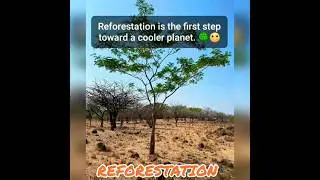 REFORESTATION #hocphat #daophat #phatgiao #reforestation