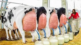 Pretty Girls Feed Hungry Calves | Treatment Cows That Will Amaze You | Dangerous Hoofs Trimming