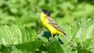 Black-Headed Yellow Wagtail (Motacilla flava feldegg) male singing, Bulgaria