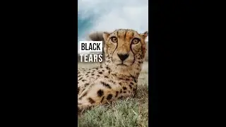 Black Cheetah Tears