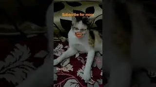 Bagarbilla new funny shorts #shorts #bagadbilla #funnyshorts