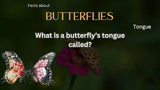 Butterfly Fact 30 - What is a butterfly&rsquo;s tongue called?
