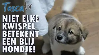 Tosca TV over kwispelen bij honden.