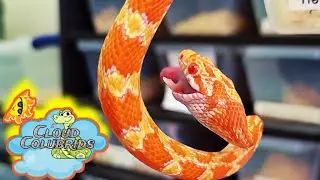 My Snake Collection 2022: Egg Laybox made simple and Feeding Snakes