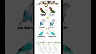 How to produce Albino Red eyes Fisheri #bird #parrot #lovebirds